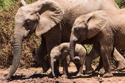 Раскрыта причина загадочной болезни слонов - новости экологии на ECOportal
