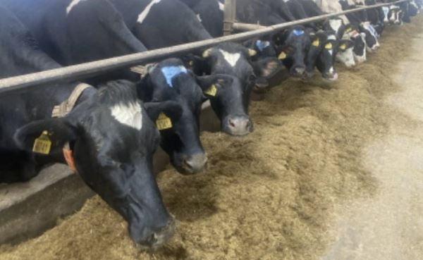 Сколько дает молока голштинская корова в лучших племхозяйствах Вологодской области