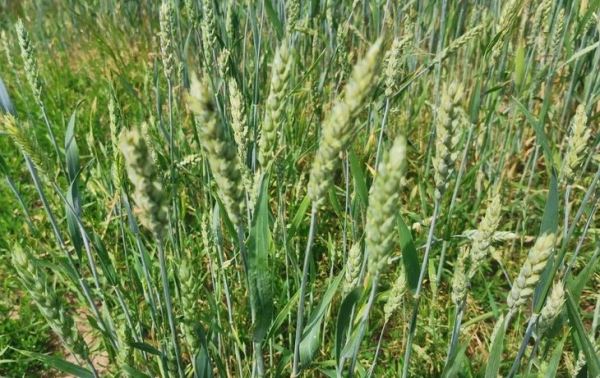 Исследование потенциала сортов озимой пшеницы и тритикале для органического производства: итоги 2023