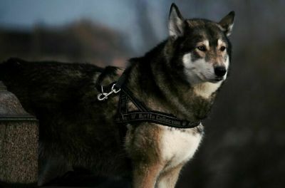 В Госдуму внесли законопроект о маркировке потенциально опасных собак - новости экологии на ECOportal