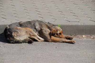 В Амурской области на 8-летнюю девочку напала бездомная собака - новости экологии на ECOportal