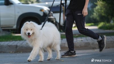 Томские власти хотят ввести штрафы за выгул собак без намордников - новости экологии на ECOportal