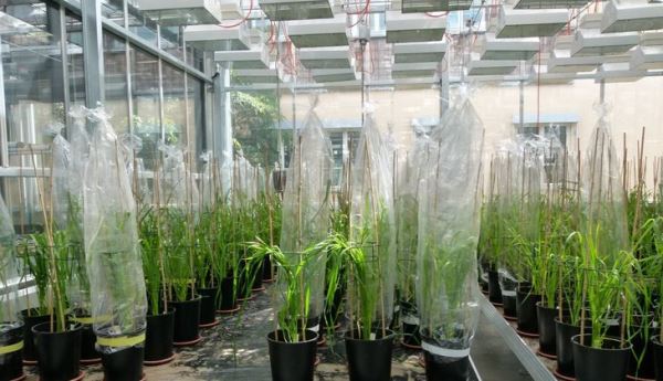 Микроорганизмы для защиты пшеницы исследуют ученые в Германии