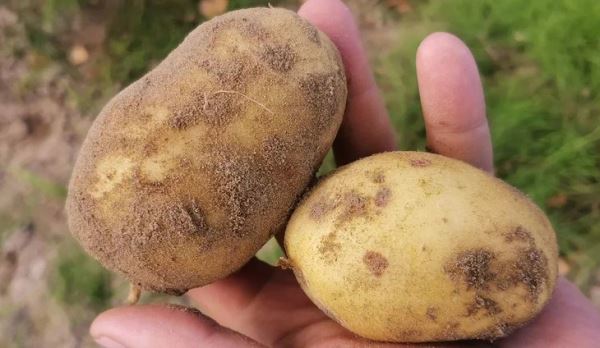 Чем болеет картофель на хранении и меры профилактики