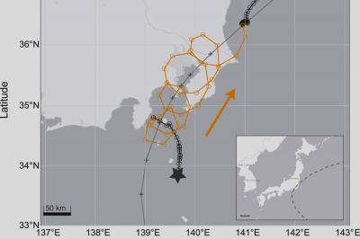 Буревестник летел 11 часов, преодолев более 1000 километров во время тайфуна - новости экологии на ECOportal