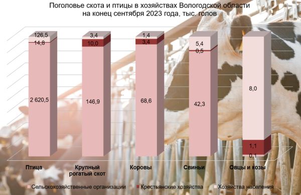 В Вологодской области выпуск КРС на убой вырос на 7,4%