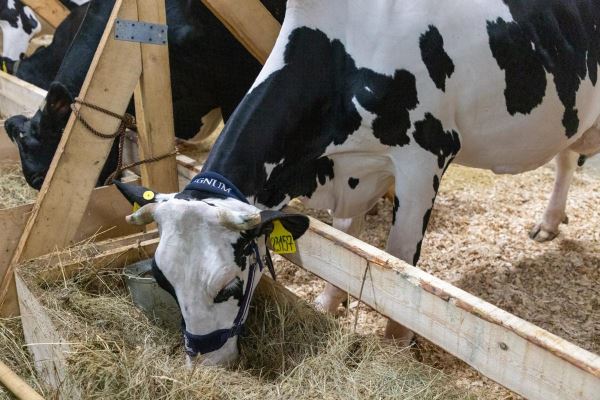 В сельхозорганизациях Удмуртии производство молока выросло на 10,9%
