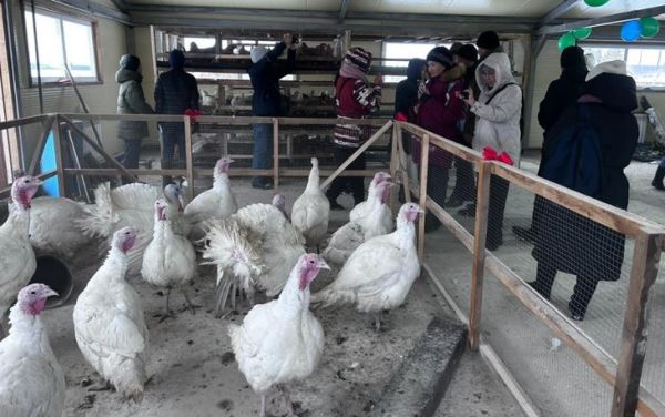 Якутские индейки обживают новую птицеводческую ферму