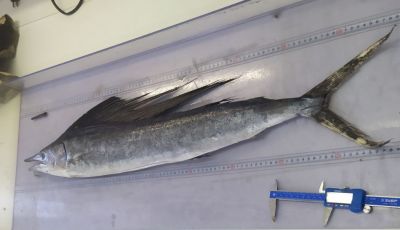 На Курилах поймали редкий вид тропической рыбы - новости экологии на ECOportal
