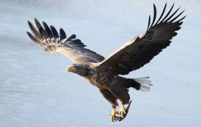 В Норильском промышленном районе обнаружили пять редких видов птиц - новости экологии на ECOportal