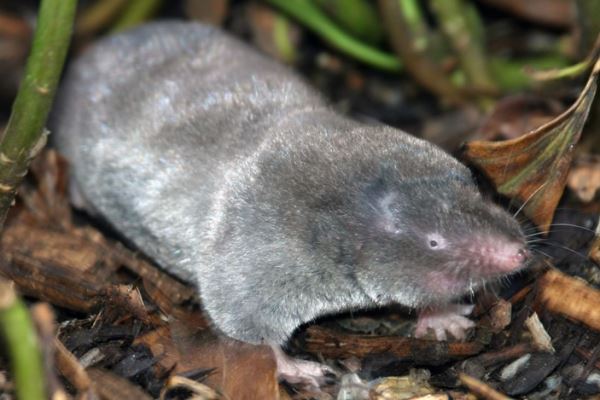 Летучие мыши освоили эхолокацию не меньше 50 миллионов лет назад - новости экологии на ECOportal
