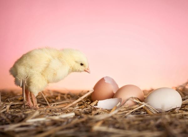 Селекционно-генетический центр «Смена» сможет производить до 1,3 млн цыплят-прародителей в год