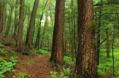 В Госдуме предложили усовершенствовать механизм восстановления лесов - новости экологии на ECOportal