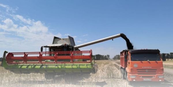 Изменение климата убивает пыльцу кукурузы в Краснодарском крае – что говорят аграрии