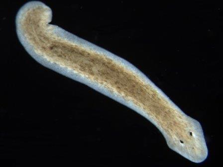 Раскрыт секрет регенерации плоских червей