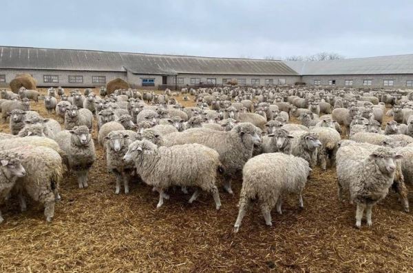 Единственное в мире стадо племенных овец северокавказской мясо-шерстной породы прошло успешную репродукцию