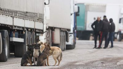 Кинолог рассказал о правилах поведения при встрече с бродячими собаками - новости экологии на ECOportal