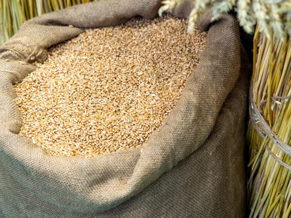 Урожай зерна в России может составить около 140 млн т в чистом весе — Патрушев