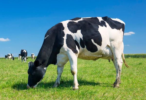 Эксперты назвали самые молочные породы коров