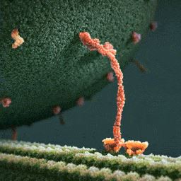Биофизики проследили за прогулкой кинезина по микротрубочкам живой клетки
