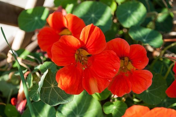 Как вырастить ловушку или биту для вредителей в своем огороде – 4 самых простых растения