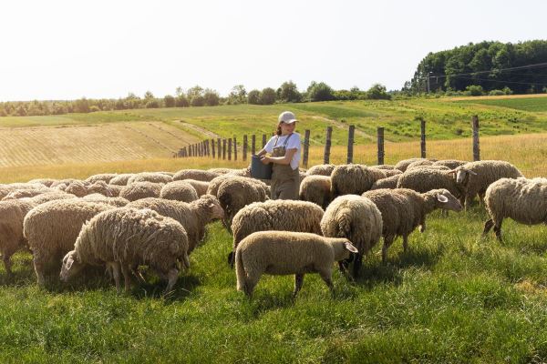 Фермерские хозяйства Чувашии существенно нарастили поголовье сельхозживотных