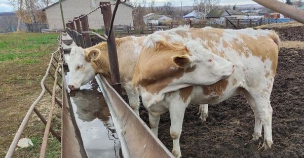 О предпочтениях в выборе коров симментальской породы рассказал руководитель хозяйства в Томской области