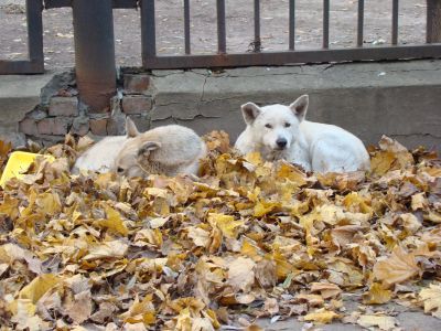 В Смоленской области возбуждено уголовное дело по информации в СМИ о нападении собак на ребенка - новости экологии на ECOportal
