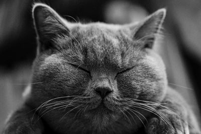 У кошек насчитали около 300 эмоциональных «выражений лица» - новости экологии на ECOportal