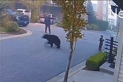 Медведь побежал за ребенком, но его спас прохожий: драматичные кадры - новости экологии на ECOportal