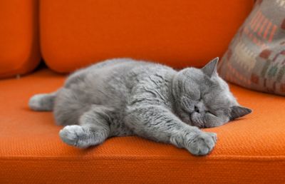 Специалисты рассказали, почему кошки так любят поспать - новости экологии на ECOportal