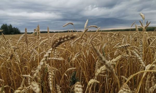 Ценовой бум на зерно! Как действовать: рекомендации для малых и средних хозяйств РФ