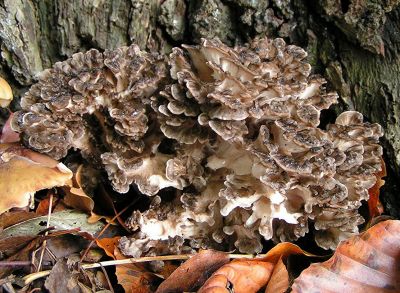 Редчайший краснокнижный гриб найден в Подмосковье впервые за всю историю - новости экологии на ECOportal