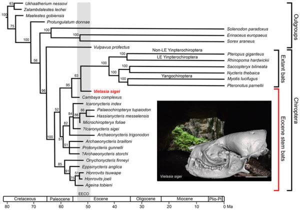 Летучие мыши освоили эхолокацию не меньше 50 миллионов лет назад - новости экологии на ECOportal