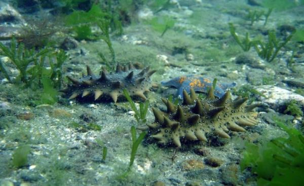 Ценный живой морской женьшень ушел на подводные плантации