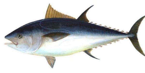 Прорывное исследование дает возможность разводить атлантического голубого тунца в аквакультуре