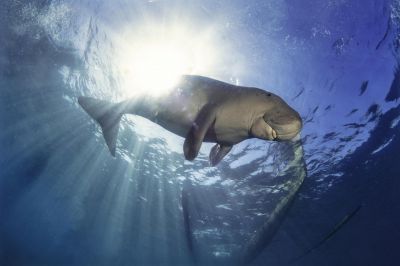 Усатые русалки: как живут ламантины — животные, которые вернулись с суши в море - новости экологии на ECOportal