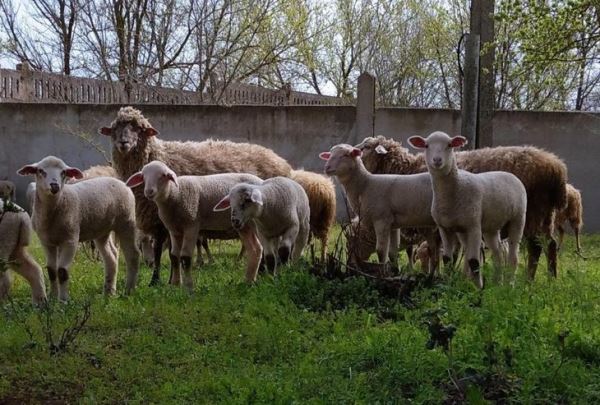 Легендарная китайская порода овец получит в России генетическую базу