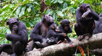 Шимпанзе забрались на холмы для разведки - новости экологии на ECOportal