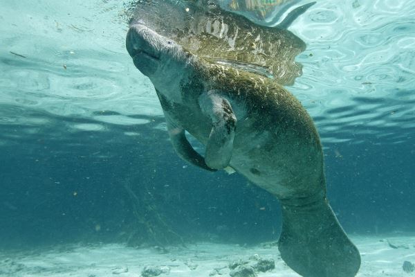 Усатые русалки: как живут ламантины — животные, которые вернулись с суши в море - новости экологии на ECOportal