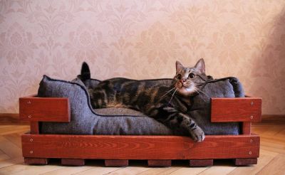 Уютная лежанка для кошки из подручных материалов - новости экологии на ECOportal