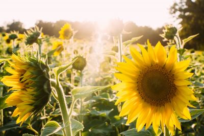 Как подсолнухи «следят» солнцем: новое исследование - новости экологии на ECOportal