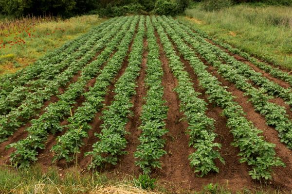 В фермерских и личных подсобных хозяйствах Псковского региона выращивают свыше 35% областного картофеля