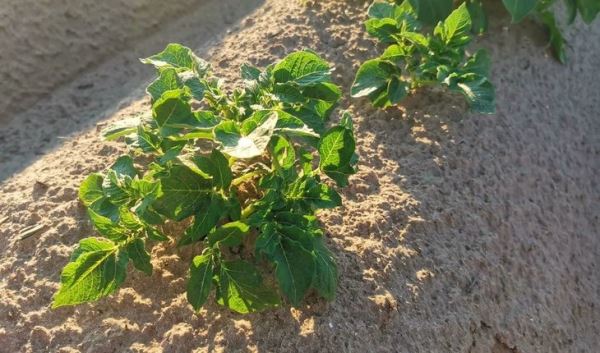 У нового ГМ-картофеля от кенийских селекционеров урожайность может превышать 40 тонн с гектара