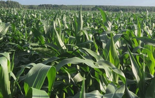Габробракон увеличил урожайность кукурузы на 30 процентов в Брянской области