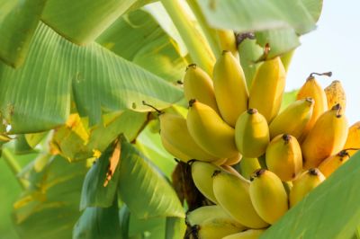 Придется ли людям привыкать жить без бананов? - новости экологии на ECOportal