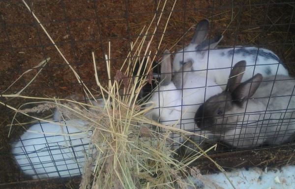 Утеплить крольчатник: чем и зачем