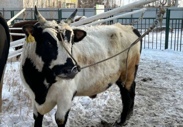 Единственный в мире госбанк семени якутского скота торжественно открылся в Якутии