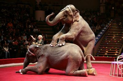 От животных в цирке может остаться только запах - новости экологии на ECOportal
