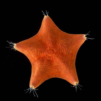 Биологи узнали, где у морских звезд голова - новости экологии на ECOportal